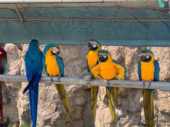 -西霞口神雕山野生动物世界