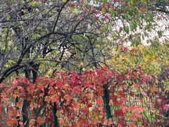 -北京西山国家森林公园