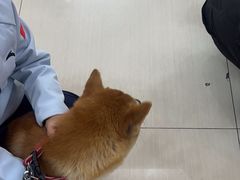 -全心全意连锁动物医院·微创中心·内科急重症·心脏专科(丰管路店)