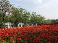 -广东花都香草世界旅游度假区