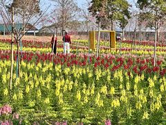 -天适樱花悠乐园
