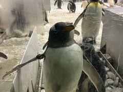 -大连圣亚海洋世界