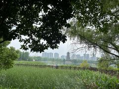 -洋湖国家湿地公园