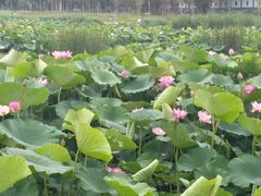 -长春市南湖公园