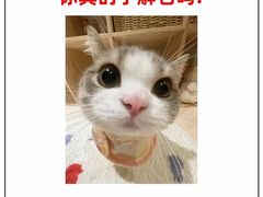 -Bastet sally猫舍购宠(静安店)