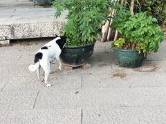 -黄埔古港