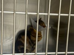 -达爱动物医院·犬猫分区·CT·复杂眼科(远洋山水分院)