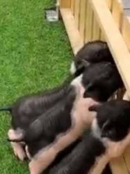 -萌宠亲子动物乐园(槐房万达店)