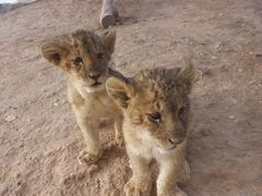 -泉州海丝野生动物世界