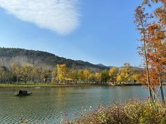 -千年银杏谷文化旅游区