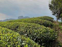 -杨小贤(武夷宫路店)