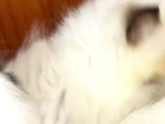 -楼上猫咖(罗湖店)