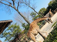 -上海野生动物园