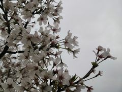 -天王浮山樱花园