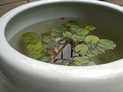 -金龙咖喱