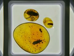 -上海昆虫博物馆