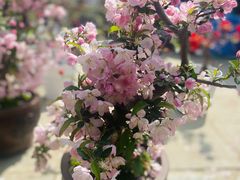 -海棠花溪(元大都城垣遗址公园)