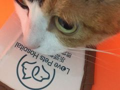 -乐派堂宠物医院·猫友好· 心脏科(东街店)