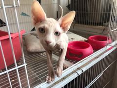 -Cappucimeow猫咪咖啡馆(韦伯时代店)