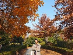 -昆山城市生态森林公园