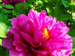 -莲花池公园