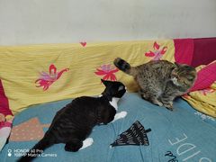 -宠福鑫动物医院(城北分院)