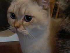 -猫猫幼稚园·撸猫·桌游·电玩