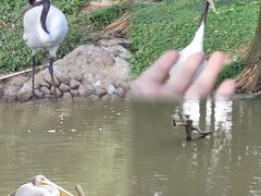 -上海野生动物园