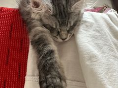 -纳吉亚猫专科动物医院·北北分院