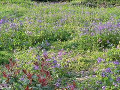 -昆山城市生态森林公园