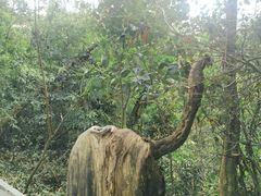 -深圳仙湖植物园