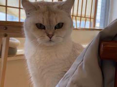 -Let's go狗咖·猫咖·奶狗·桌游(春熙路IFS店)