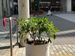 -香港大学