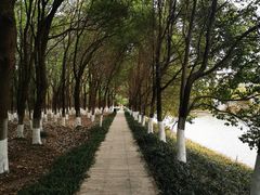 -九科绿洲