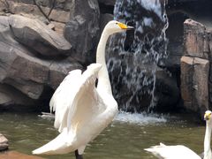 -燕塞湖鸟语林景区