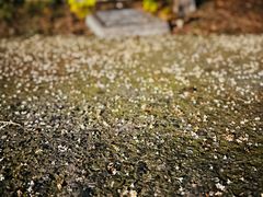 -阮大兴糕团(杭州西湖银泰百货店)