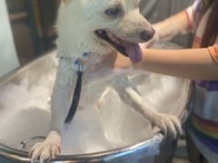 -PETKIT小佩宠物·低压洗护(国顺东路店)