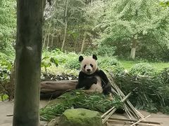 -都江堰中华大熊猫苑
