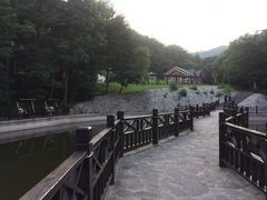 -云岭野山参风景区