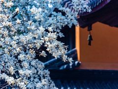 -灵谷景区