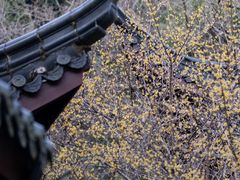 -十八棵（老龙井）御茶园(老龙井店)