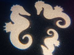 -暹罗海洋世界