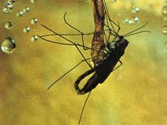 -怀托摩萤火虫洞