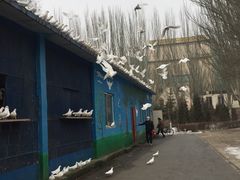 -青城公园