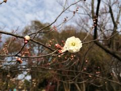 -无锡梅园公园