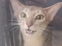 -美联众合动物医院·24h转诊中心