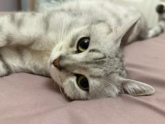 -艾贝尔宠物医院·狂犬免疫点(江山金象城店)