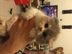 iphone_upload_pic-爱宠屋pet shop·宠物洗澡·宠物美容