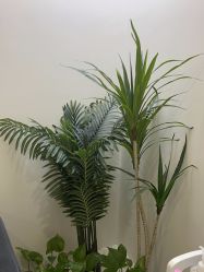 -VE专注问题肌·赛诺龙&科学美肤中心