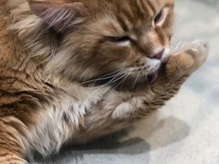 -藏猫猫咖啡主题馆(中央大道店)